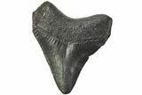 Juvenile Megalodon Tooth - South Carolina #213062-1